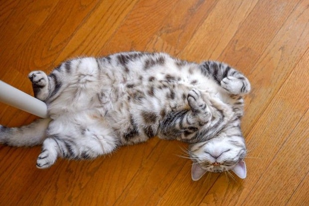 へそ天をしている猫