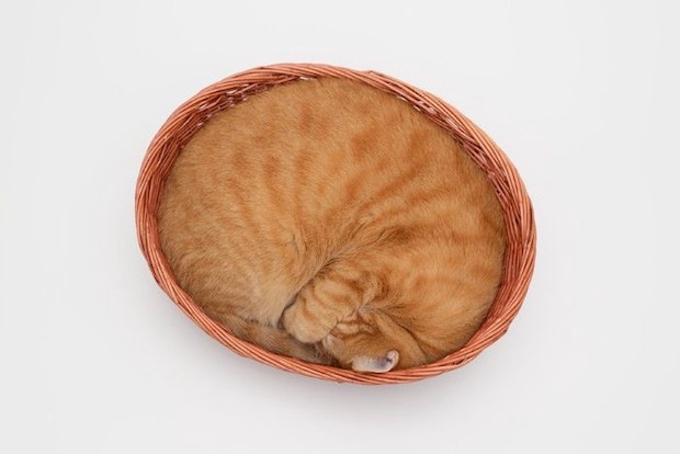 カゴの中で体をまるめて寝ている猫