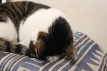 猫がよくみせる『おなじみのポーズ』4選　独特な体勢の意味や心理を解説
