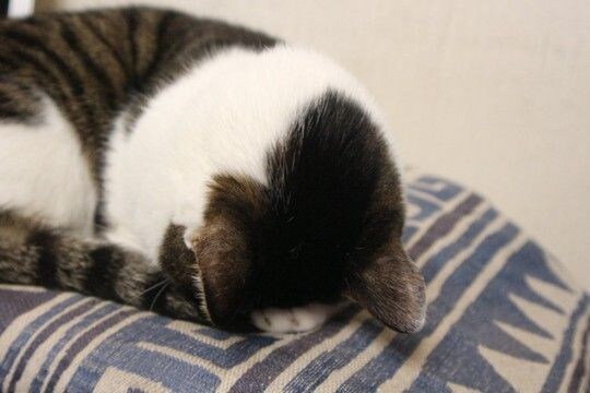 猫がよくみせる『おなじみのポーズ』4選　独特な体勢の意味や心理を解説