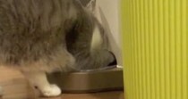 ふと見ると、自動給餌器の前にいた猫→前足を突っ込んで…思わず笑ってしまう行動が20万再生「めっちゃ可愛いｗ」「本当に賢いね」