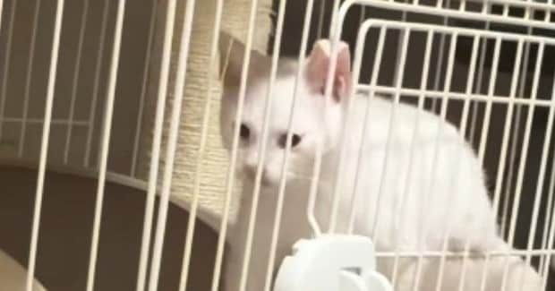 扉は閉まっているのに『ケージの外に出ていた子猫』→なぜだろうと思っていると…衝撃的な瞬間が74万再生「予想を超えてきた」「すごい」