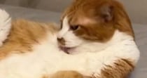 忙しなく毛繕いをしていた猫→ゴロンと寝転がったと思ったら、次の瞬間『まさかの光景』に８万いいね「チャムチャムがまた良い」「羨ましいｗ」