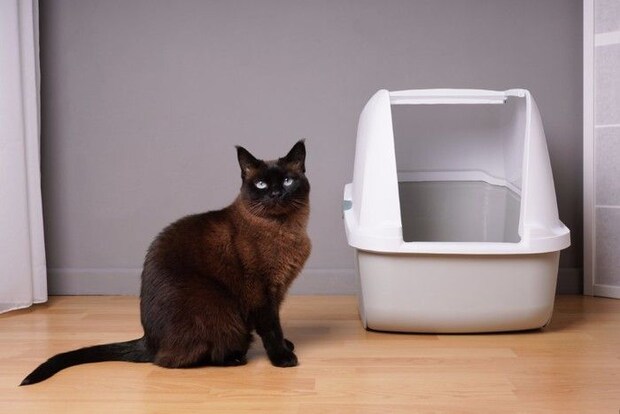 ドーム型トイレと黒猫