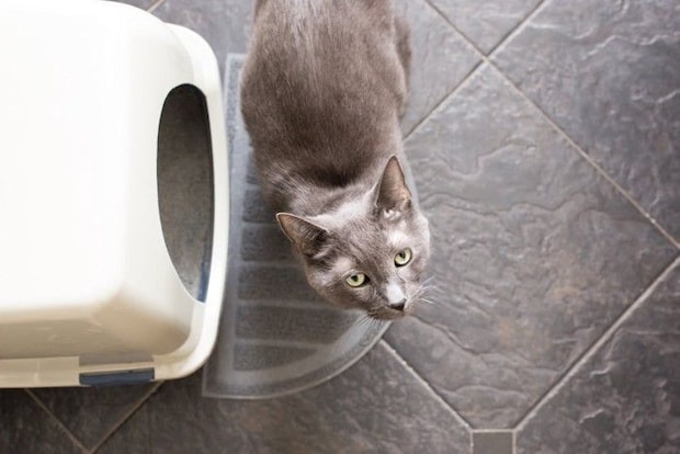 トイレに不満顔の猫