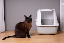 猫をガッカリさせてしまう『トイレ環境』4選　健康を損なう危険性も？改善のポイントまで解説