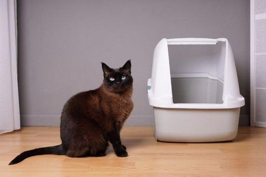 猫をガッカリさせてしまう『トイレ環境』4選 健康を損なう危険性も?改善のポイントまで解説