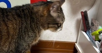 『道路標識』の大きさを伝えようと、愛猫と比較してみた結果…予想外の『シュールな光景』に1万いいね「2トンなのが秀逸ｗｗ」と爆笑の声