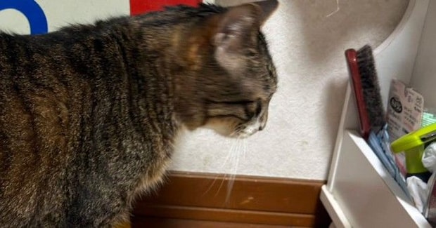 『道路標識』の大きさを伝えようと、愛猫と比較してみた結果…予想外の『シュールな光景』に1万いいね「2トンなのが秀逸ｗｗ」と爆笑の声