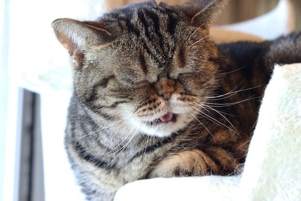 何とも言えない表情の猫