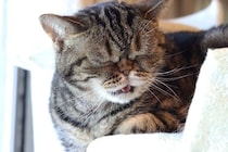 猫が出している『体調不良』のサイン4選　見分けるためのポイントから適切な対処法まで