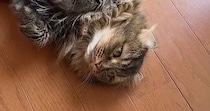 猛暑日、『猫たちの様子』を見ていると…ほっこりする『日常の光景』に癒される人が続出「みんな落ちてて可愛いｗ」「笑いと癒しをありがとう」