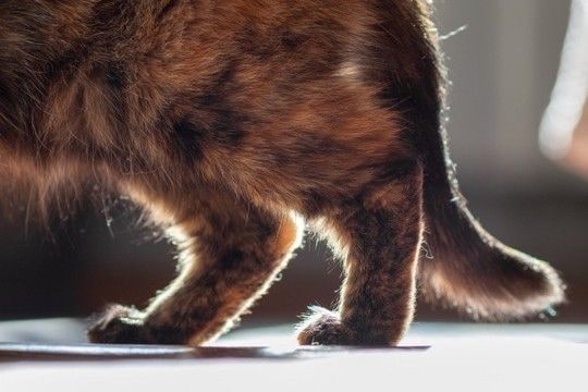気づいてあげて!「猫が上手に隠す関節の痛み」 6歳以上の猫の60%が関節炎を罹患 オーストラリア