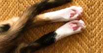 アイスコーヒーをいれて戻ったら、『子猫』が…想定外な『可愛すぎる行動』に１万いいね「ちくわとキュウリのようなｗ」「表情が素敵」