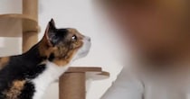 久しぶりに家にやってきた母→猫たちと『再会』した結果…微笑ましい光景に「とても癒された」「みんな可愛い」と笑顔になる人が続出