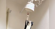 ごはんの器を取ろうと『トースターの上に乗った猫』を見ていると…あまりにも予想外な展開が37万再生「一回見てくるの可愛いｗ」「声出たｗ」