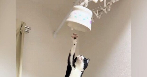 ごはんの器を取ろうと『トースターの上に乗った猫』を見ていると…あまりにも予想外な展開が37万再生「一回見てくるの可愛いｗ」「声出たｗ」