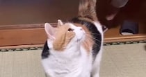 遊んでほしくて『父を待っていた三毛猫』→抱っこされると…あまりにも尊いやり取りが151万再生「大好きなのが伝わる」「愛おしすぎて涙」