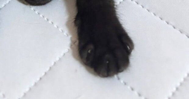 拾われてからまだ1か月しか経っていないのに…子猫が見せた『可愛すぎる様子』に2万いいね「すっかり家族の一員」「安心してるんだねぇ」