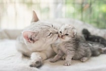 猫の『年齢』が表れる体の特徴5選　どんな違いがあるの？見極めるコツも解説