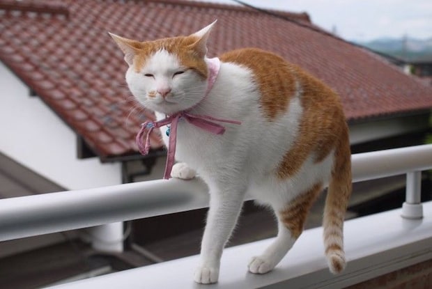 ベランダの猫