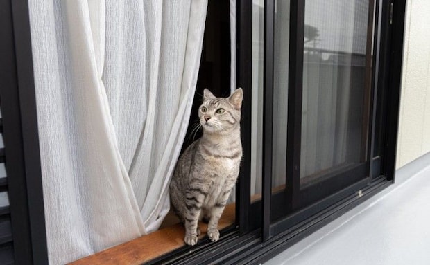 窓の外に出ようとする猫