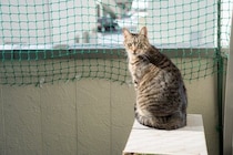 猫が高い場所から飛ぶ『フライングキャットシンドローム』とは？起こりうるトラブルや事故を防ぐための環境作り