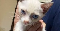 迎えたときはほとんど白かった子猫→成長するにつれ、ハチワレ模様が出てきて…別猫のような『変化』に３万いいね「完全に詐欺ｗ」「声出た」