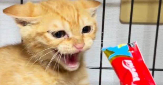 シャー！と威嚇する保護子猫たちに『おやつ』をあげてみると…3940万再生された光景に「もう流れが大好き」「嘘みたいな変貌ぶり」の声