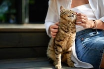 猫をご褒美で育てる『陽性強化法』の秘訣とは？　褒め方のコツや適切な取り入れ方を解説