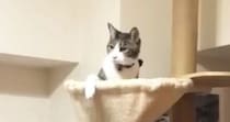 キャットタワーのハンモックでくつろいでいた猫→女の子に誘われると…想像以上に仲良しなふたりの『可愛すぎるやり取り』が16万再生