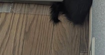 『いなくなった子猫たち』を慌てて探していると…『まさかの場所』に集まっている光景が41万表示「凄いところにｗ」「３匹と思ったらｗ」