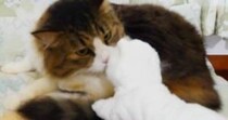 退屈そうにしていた元ボス猫→白猫のおもちゃを持っていってみると…ほっこりする光景が12万再生「賢いし優しい」「パンチすると思ったｗ」