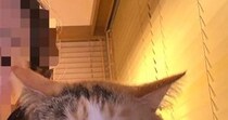 隣に来た愛猫に『撮るよー』と声をかけた結果…想定外な『可愛すぎる反応』に４万いいね「尊すぎて涙が出る」「返事してくれるのいいね」