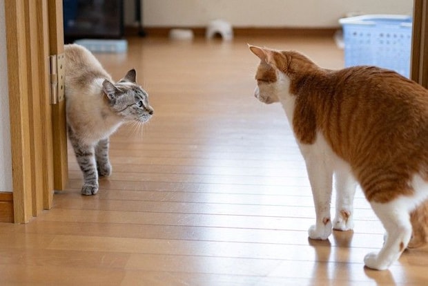 向かい合う2匹の猫