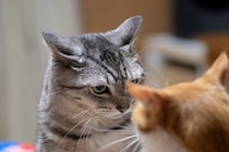 猫同士の『ケンカ』が始まるキッカケ5選　遊んでいるのとはどう違う？仲裁は必要なの？