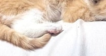 幸せそうに眠る保護子猫→『予想外の場所』に乗っていて…ほっこりする光景に８万いいね「あまりにも愛おしい」「安心するのかな」