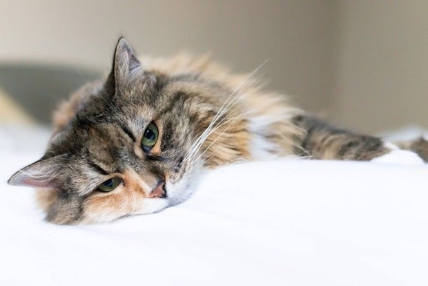 悲しげな表情でベッドで横になっている猫