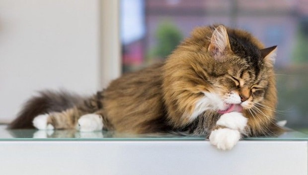 テーブルの上で前足を舐めている猫