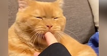 パパに内緒でママの指をカミカミしていた猫…バレそうになって見せた『まさかの表情』に23万いいね「なんちゅー顔ｗ」「浮気がバレた瞬間ｗ」