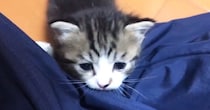 パパの膝に登ろうとする『小さな子猫』→もう1匹やってくると…尊すぎる光景が19万再生「秘密基地になったｗ」「冒険しているみたいｗ」