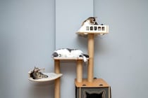 愛猫にぴったりな『キャットタワー』を選ぶコツ5つ　タイプ別の良い点・悪い点や失敗しないためのポイント