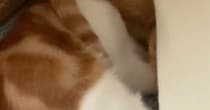 猫たちにかかっているブランケットをめくったら→頭に…『まさかの光景』に爆笑の声続出「電車の中で吹き出しそうになったｗ」「ニューヘアｗ」