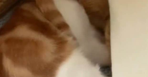 猫たちにかかっているブランケットをめくったら→頭に…『まさかの光景』に爆笑の声続出「電車の中で吹き出しそうになったw」「ニューヘアw」
