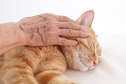 猫が『天国へ旅立つ直前』に残したいメッセージ4つ 最期の時間に込められた飼い主への想いとは
