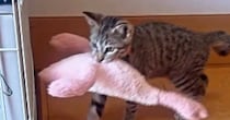 遊び終わった子猫→ぬいぐるみをくわえて向かった場所が…『驚きの行動』にSNSで反響「なんてお利口なの」「感動した」と称賛の声