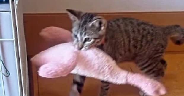 遊び終わった子猫→ぬいぐるみをくわえて向かった場所が…『驚きの行動』にSNSで反響「なんてお利口なの」「感動した」と称賛の声