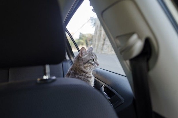 車に乗る猫