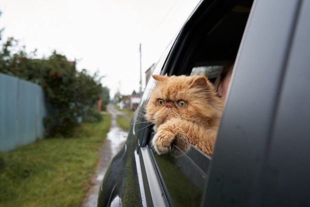車の窓から顔を出す猫