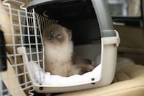 猫を連れた移動に便利な『ペットタクシー』ってなに？　利用時の流れや活用したいシーンをご紹介